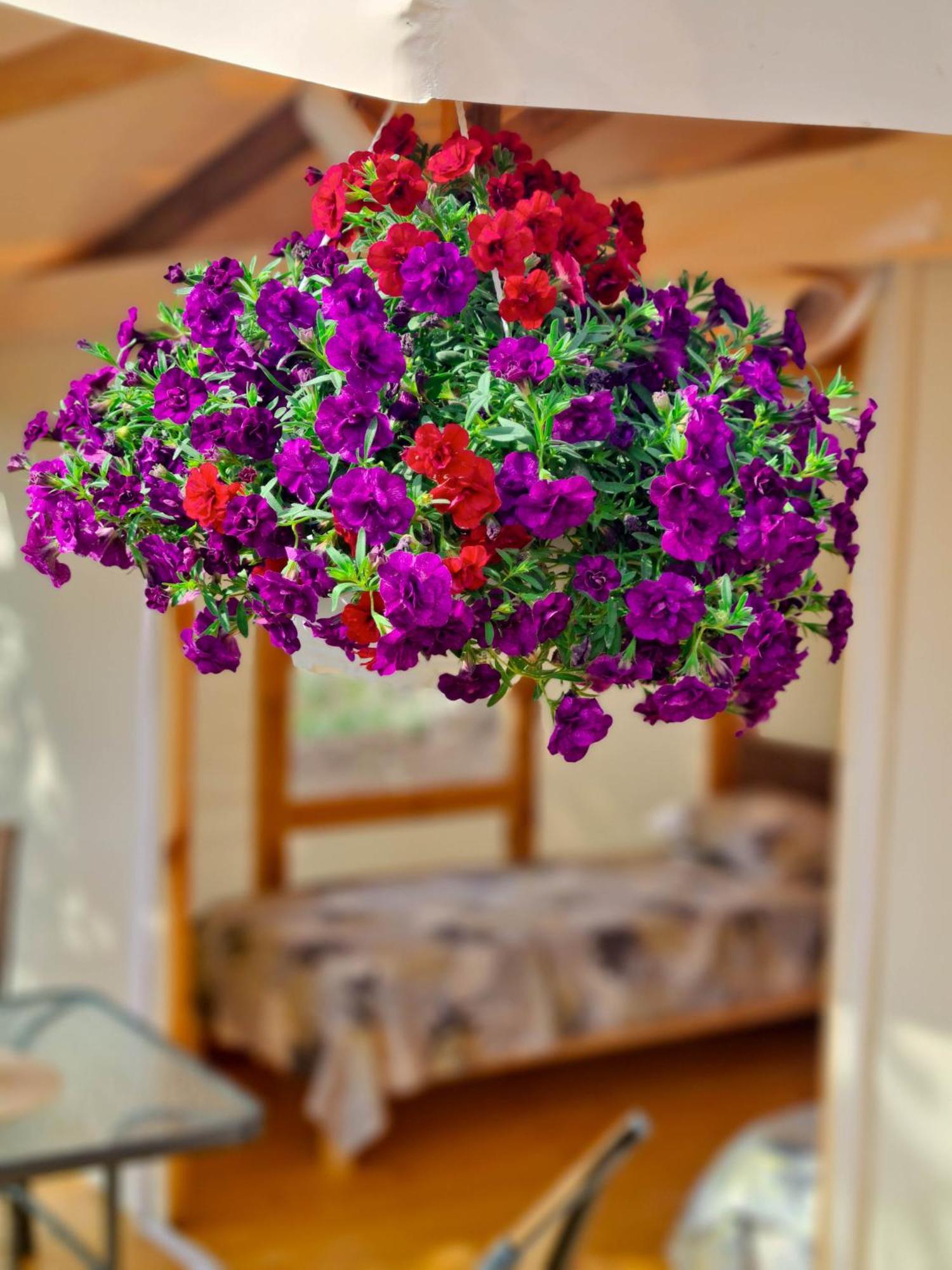 Camping Saint George Topola Εξωτερικό φωτογραφία